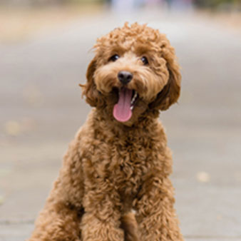 meet our therapy dog